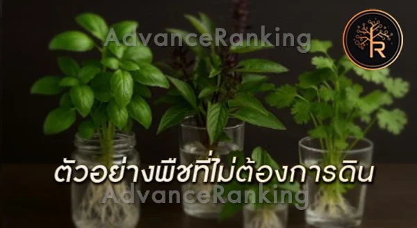 ต้นไม้ที่ไม่ต้องการดิน คืออะไร