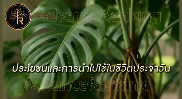 ต้นไม้ที่ไม่มีรากชัดเจน คืออะไร